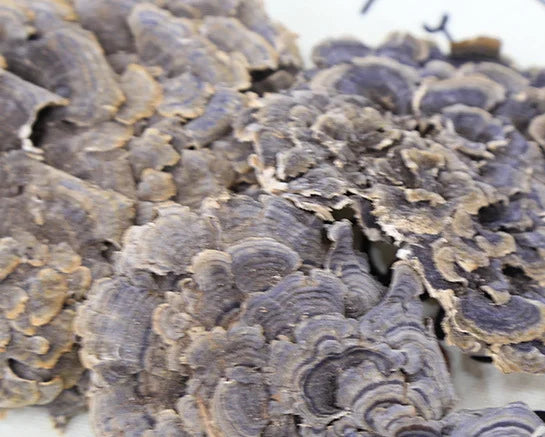 100g/bag New Fresh Dried Turkey Tail Mushroom sealed Bags Dried Polypore Mushroom Turkey Tail for Sale