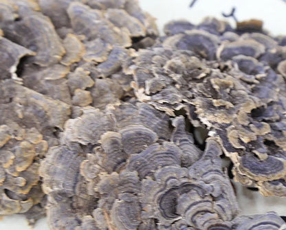 100g/bag New Fresh Dried Turkey Tail Mushroom sealed Bags Dried Polypore Mushroom Turkey Tail for Sale