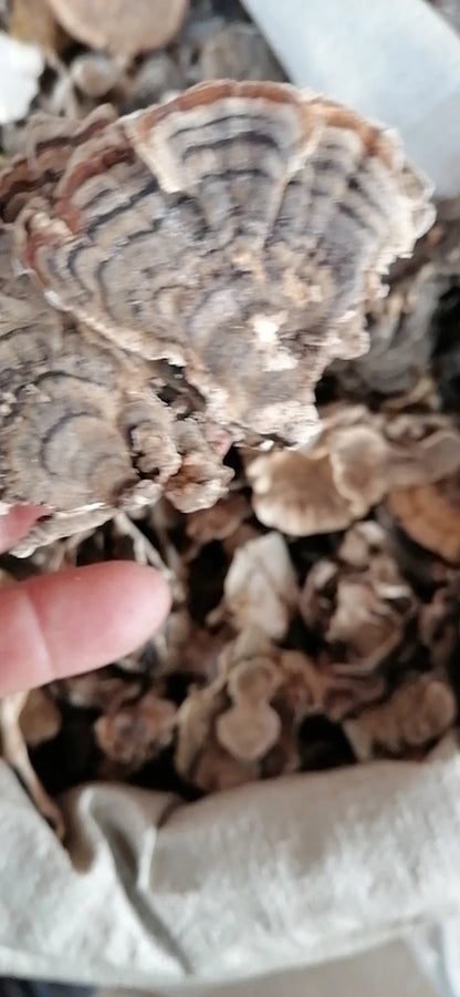 100g/bag New Fresh Dried Turkey Tail Mushroom sealed Bags Dried Polypore Mushroom Turkey Tail for Sale