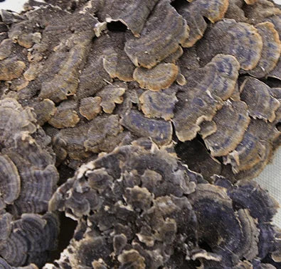 100g/bag New Fresh Dried Turkey Tail Mushroom sealed Bags Dried Polypore Mushroom Turkey Tail for Sale