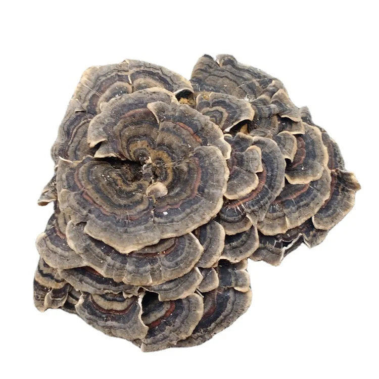 100g/bag New Fresh Dried Turkey Tail Mushroom sealed Bags Dried Polypore Mushroom Turkey Tail for Sale