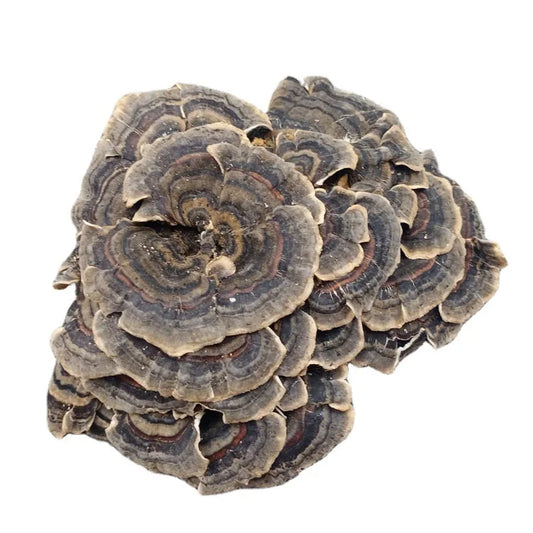 100g/bag New Fresh Dried Turkey Tail Mushroom sealed Bags Dried Polypore Mushroom Turkey Tail for Sale