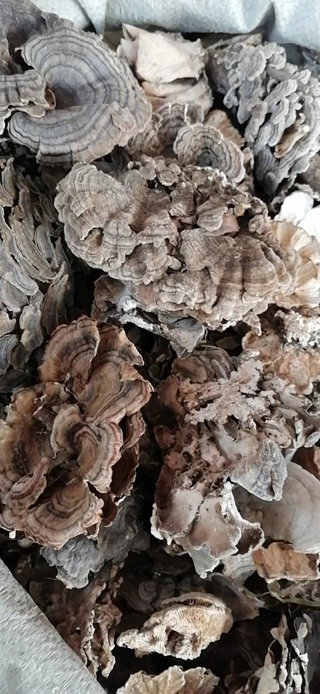 100g/bag New Fresh Dried Turkey Tail Mushroom sealed Bags Dried Polypore Mushroom Turkey Tail for Sale