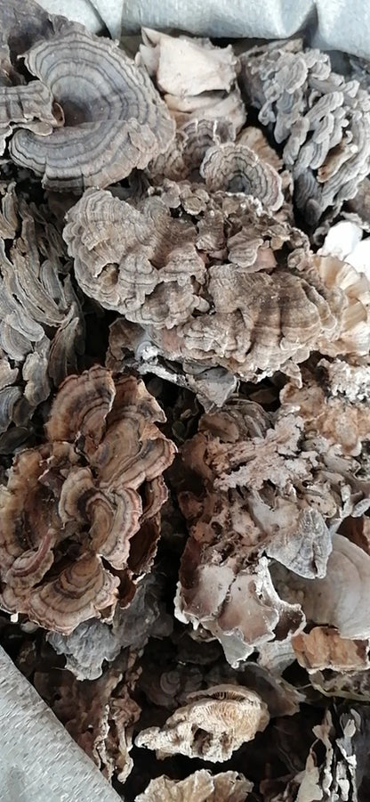 100g/bag New Fresh Dried Turkey Tail Mushroom sealed Bags Dried Polypore Mushroom Turkey Tail for Sale